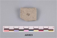 藏品(有孔蟲類化石)的圖片